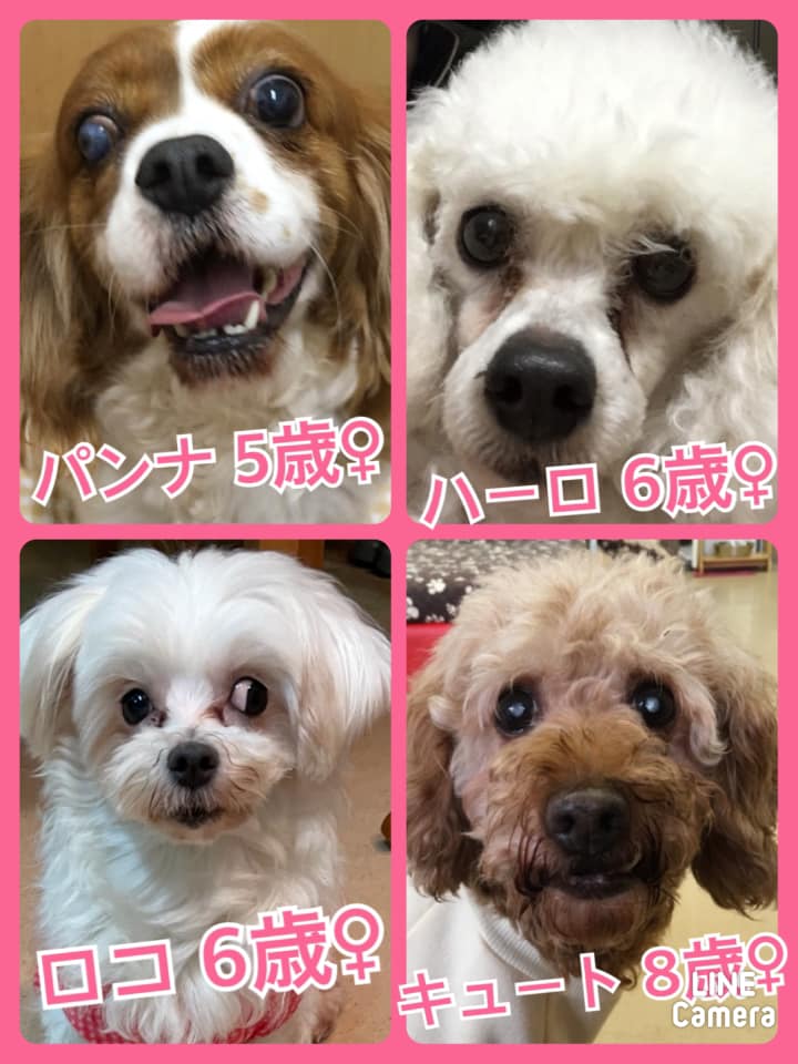 🐾今日の里親様募集中ワンコ🐶メンバーです🐾2021,2,16